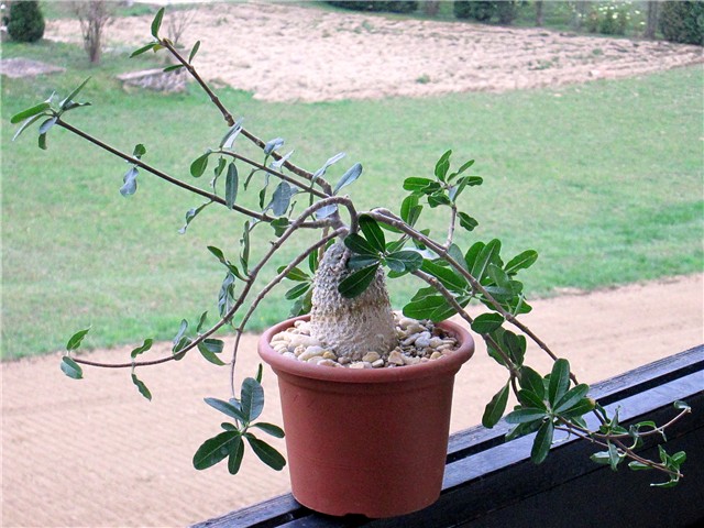 Fockea  edulis 